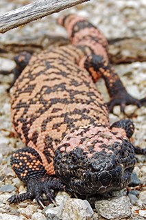 A red and black lizard