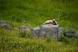 a marmot lays on a rock in the middle of a grassy field