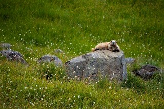 Marmot Monitoring a marmot lays on a rock in the middle of a grassy field
