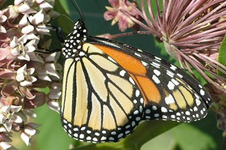 A orange and black butterfly on a flower