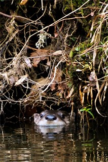 An otter's head sticks out of the water