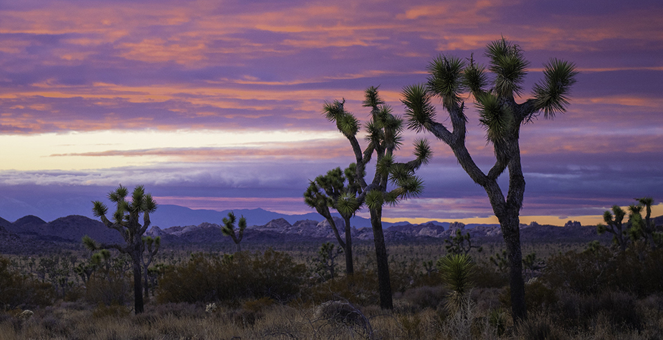 Image of several Joshua trees against a dusk sky