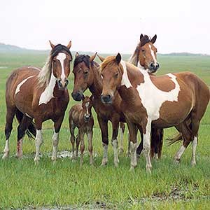 Wild Ponies on Assateague Island Wild Ponies on Assateague Island