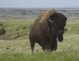 Large bison standing in a prairie Large bison standing in a prairie in Badlands National Park