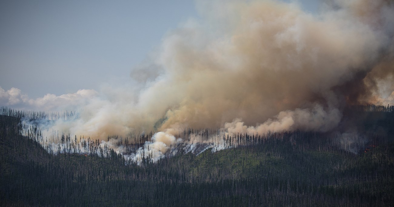 Image of dark smoke plumes rising from a forested hillside