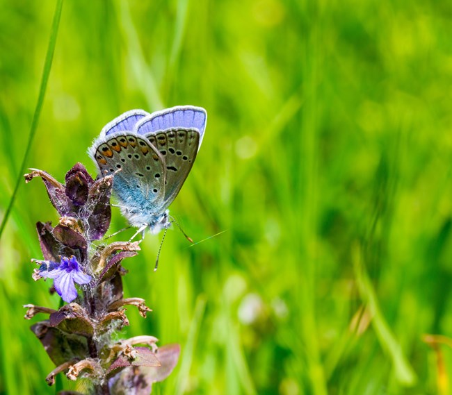 A karner blue butterfly resting on violet-colored flowers, a vibrant green wall of grass in the background.