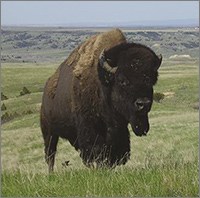 Large bison standing in a prairie in Badlands National Park