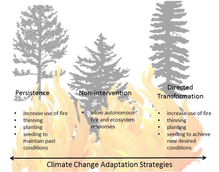 Graphic showing adaptation strategies for persistence, non-intervention, and directed transformation Graphic showing adaptation strategies for persistence, non-intervention, and directed transformation