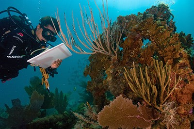A scuba diver writes on a clipboard while diving underwater next to a brown coral reef