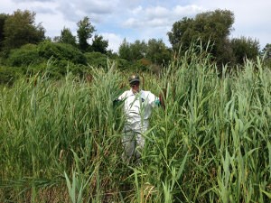 person surrounded by invasive grass