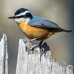 Red and gray bird on tree stump