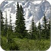 Conifer trees in front of a mountain