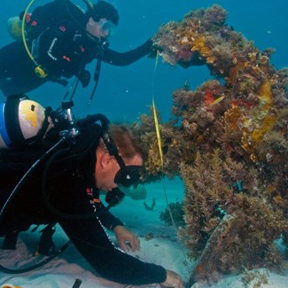 Two scuba divers measure the length of a submerged anchor encrusted with marine life