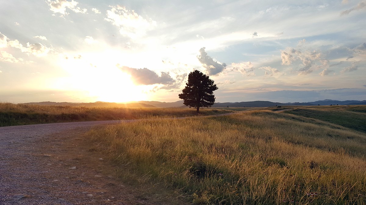 Sun sets over golden prairie with lone tree standing near gravel road