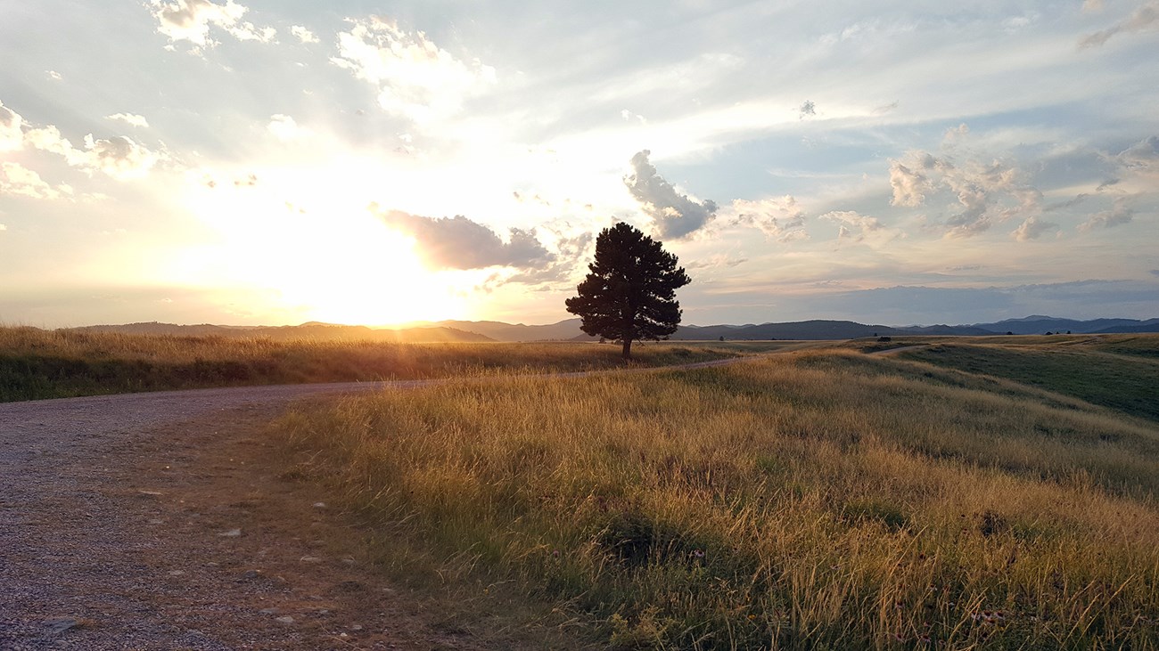 Sun sets over golden prairie with lone tree standing near gravel road