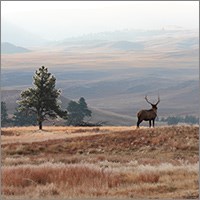 An elk stands silhouetted on a brown hill with a brown grassy valley in background