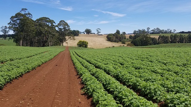 Farm fields of crops