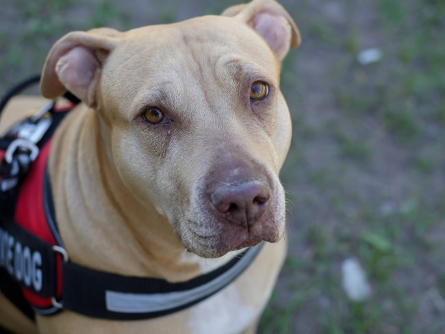 pit bull service dog