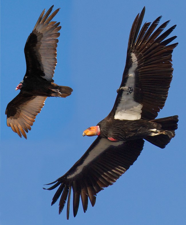 A turkey vulture in flight next to a California condor; photo taken from below to emphasize the white triangular patch under the condors' wings and the gray feathers under the turkey vultures' wings.