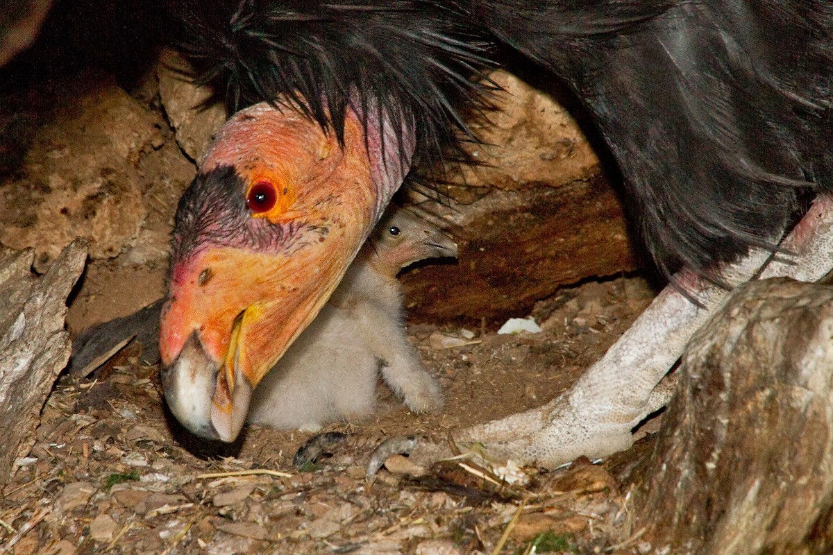Adult condor stands in front of small, fluffy, white chick inside of a nest cave.