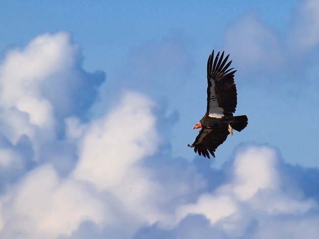 A condor soars with a blue sky and fluffy white clouds in the background.