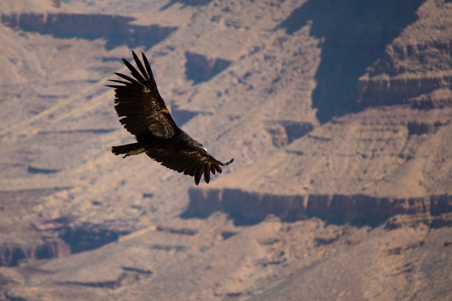 A young condor with a black head flies above the camera, with views of brown rock rising behind it.