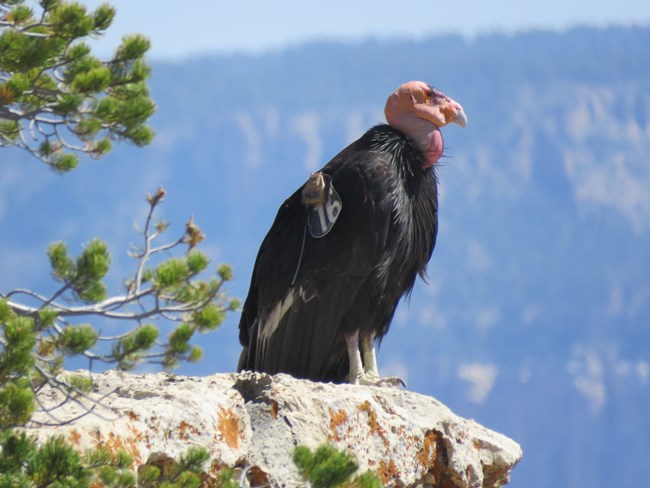 A condor perched on a rock.