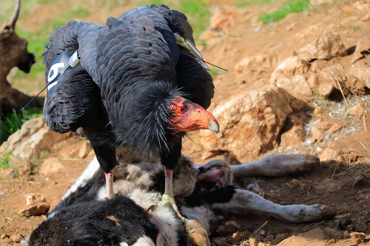 A California condor stands on top of a dead dairy calf, while eyeing the camera