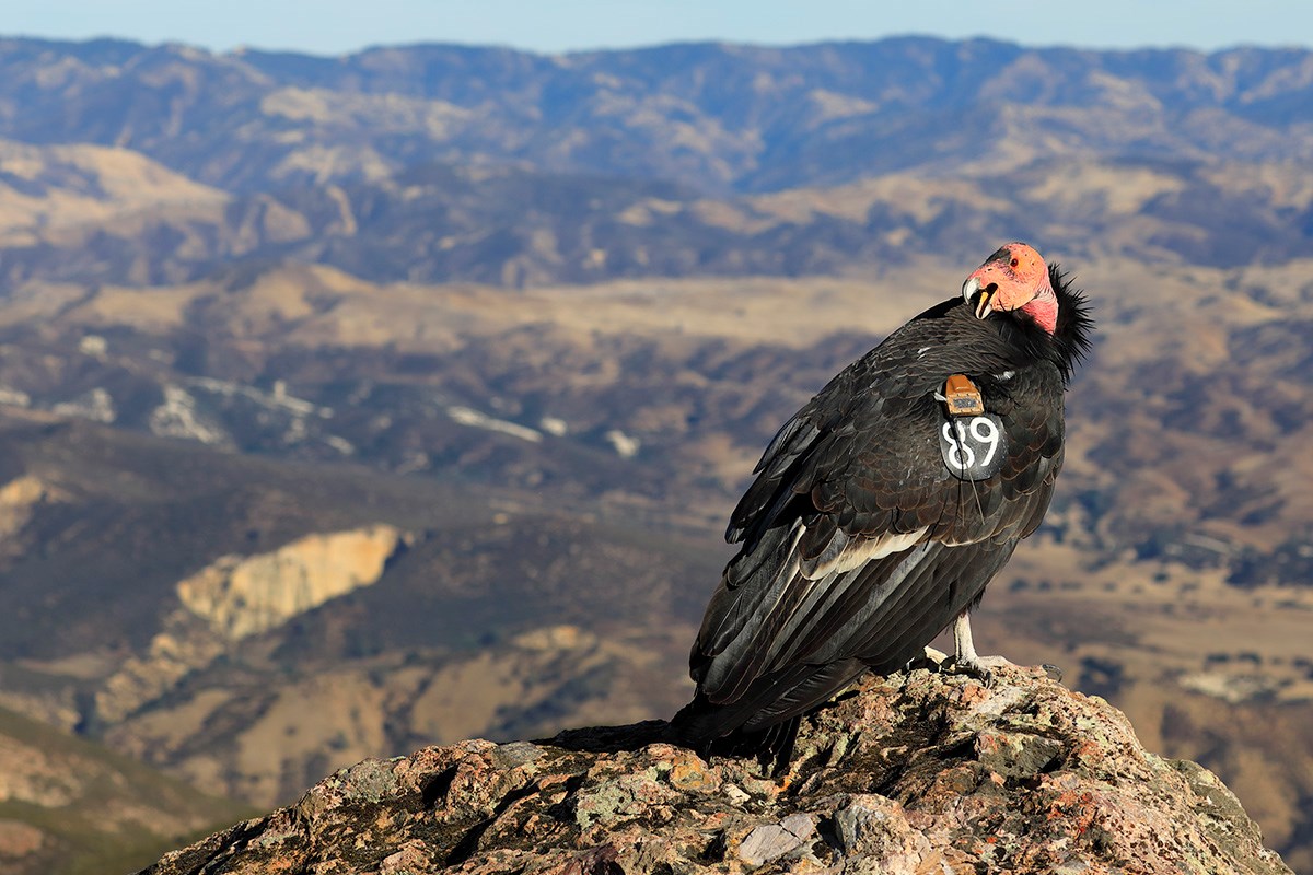 A California condor perches on a rock and looks over its shoulder towards the camera with its beak open. In the background, open rangeland and rolling hills are visible.