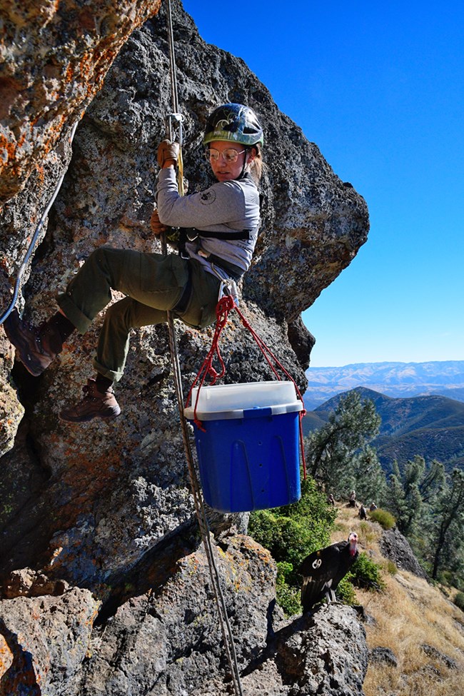 A condor biologist in a helmet and harness rappels down a rope into a condor cliff nest. A plastic tub is secured to her waist to help secure the condor chick.