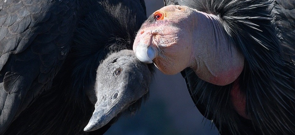 Adult condor with pink head and juvenile condor with black head standing close to each other with their heads touching.