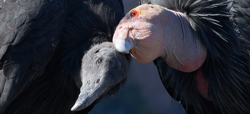 Adult and juvenile condor perched next to each other. Adult condor with pink head and juvenile condor with black head standing close to each other with their heads touching.