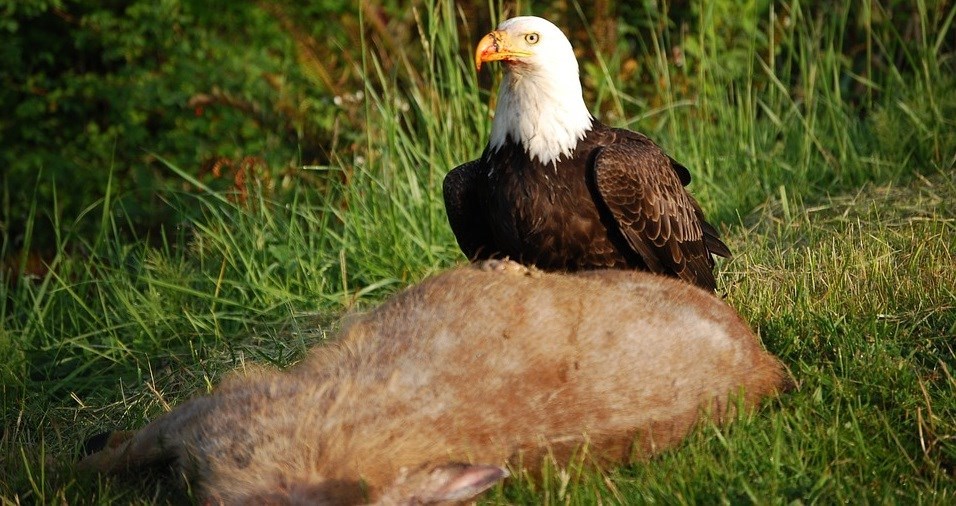 A bald eagle with a bloody beak perches on a dead deer carcass.