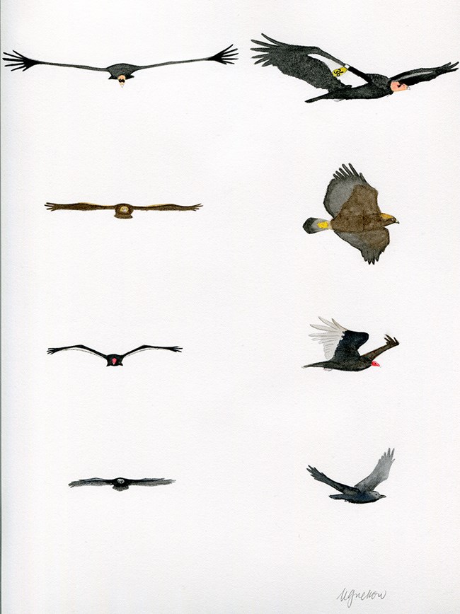 Painting depicting the differences in California condor, golden eagle, turkey vulture, and raven wing shapes in flight.