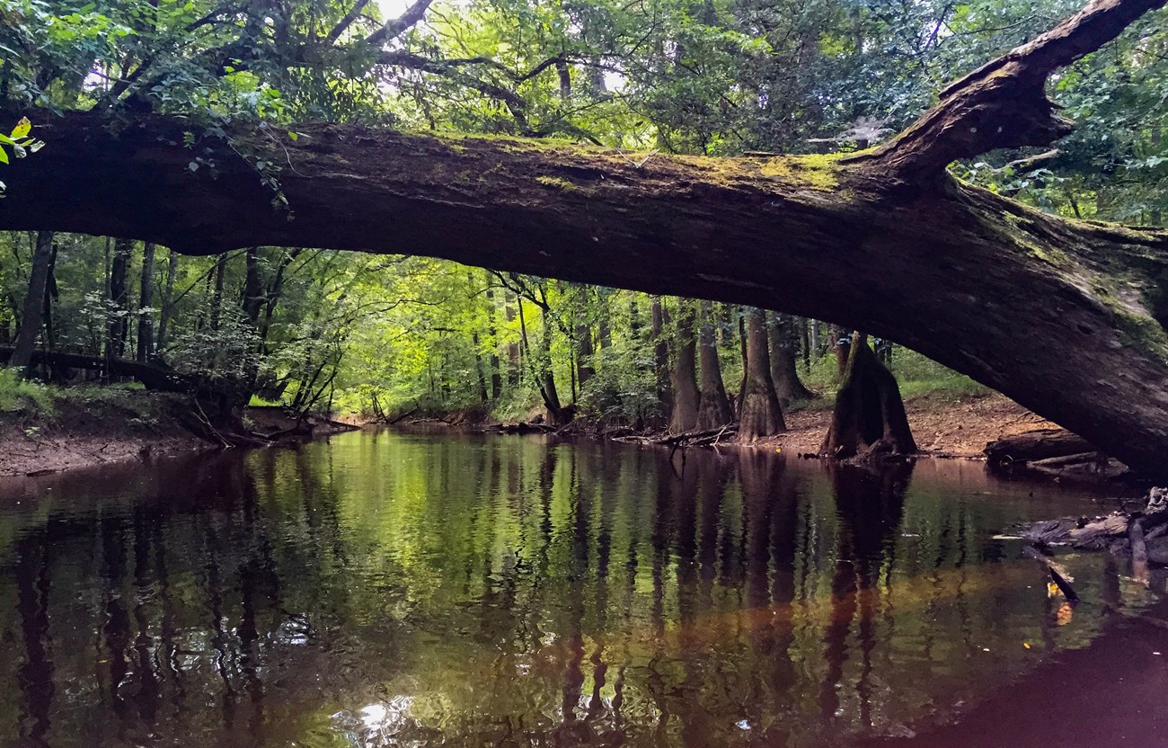 creek lined with trees