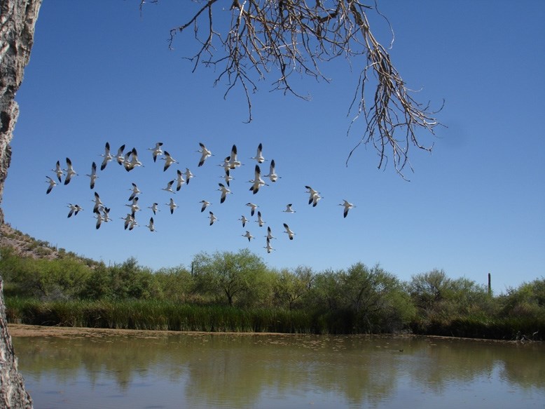flock of birds fly over pond