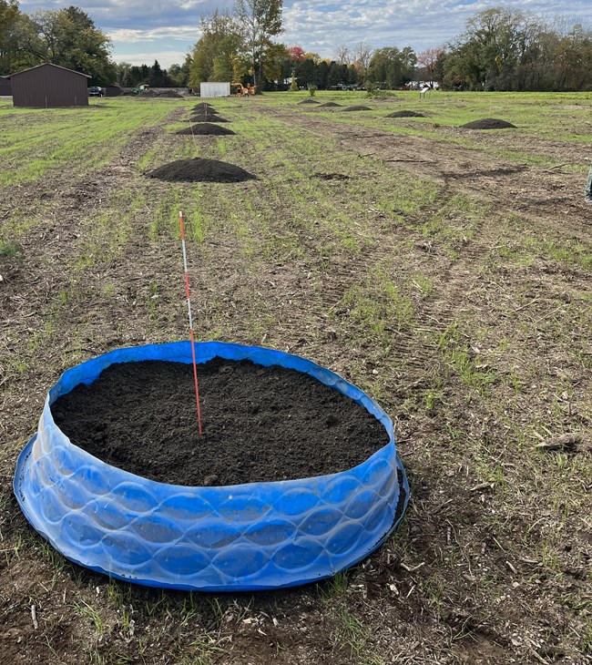 A round blue plastic pool is used as a mold to shape soil into a mound, part of a grid of soil mounds in a field.
