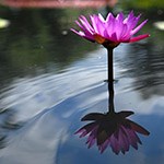 Water lily at Kenilworth Aquatic Gardens The bright petals of a water lily are reflected in gently rippling water.