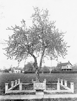 Apple tree in the 1920s An low fence, with a plaque in front, surrounds an apple tree. Barracks structures are visible in the background.