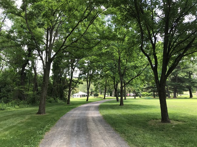 Medium size trees with leafy canopies line both sides of an unpaved entrance drive.