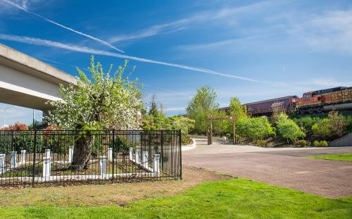 An old, flowering apple tree protected by a metal fence, between a highway overpass and a railroad