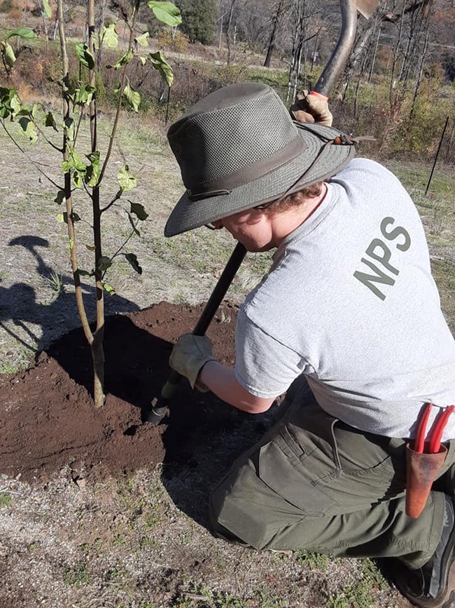 An NPS employee in uniform kneels and uses the end of a shovel to finish planting a young fruit tree in the ground