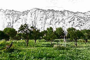 Vegetation graphic - Fruita Rural Historic District Vegetation graphic for CL101 - Fruita Rural Historic District
