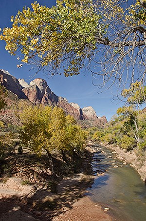 Yellow leaves glimmer in the sun on trees around a narrow creek, with tall rocky cliffs behind