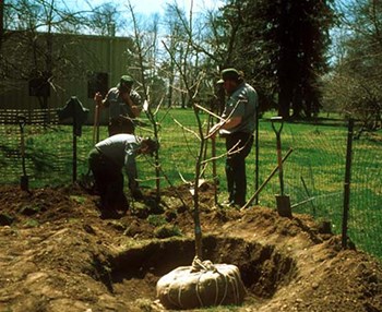 A young tree, its root ball wrapped in burlap, is being planted in a hole.
