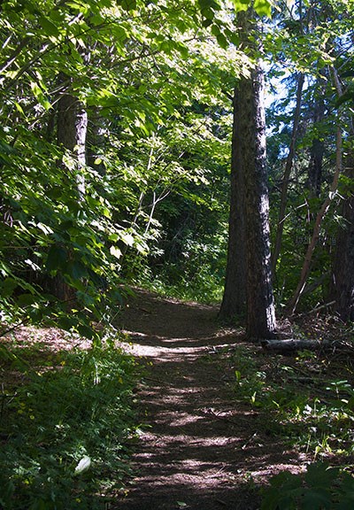 Sunlight filtered through the leaves of a forest onto a dirt trail