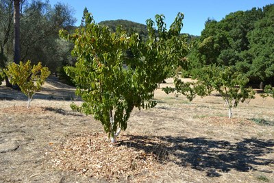 Peach trees in an orchard are mulched at the base with compost.