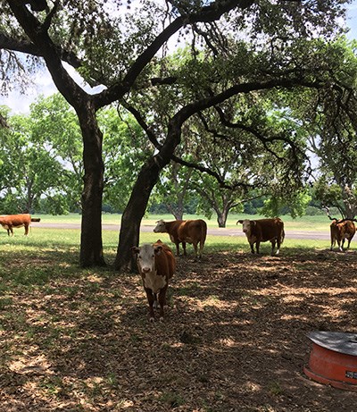 A herd of scattered cows stand in the shade, under arching branches of a tree.
