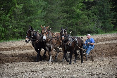 A team of three horses pulls a man on a plow through the soil of a field.