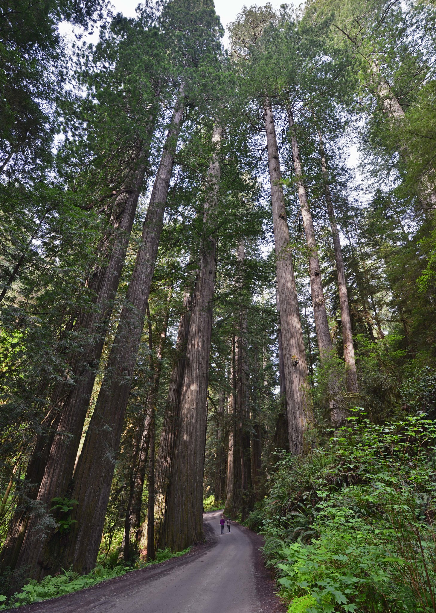 Two people walk on a narrow, winding road through a forest of tall redwood trees.